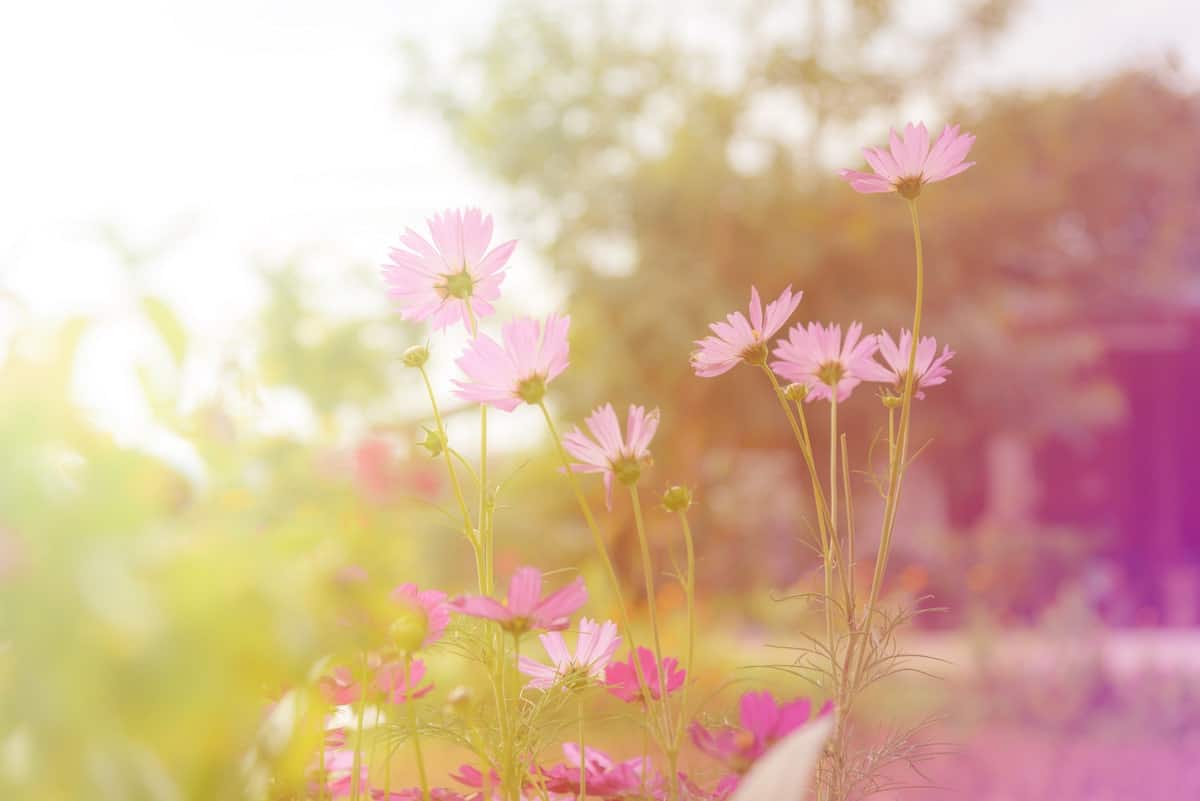 Image for 4 Reasons Apartment Hunting in Spring is the Best