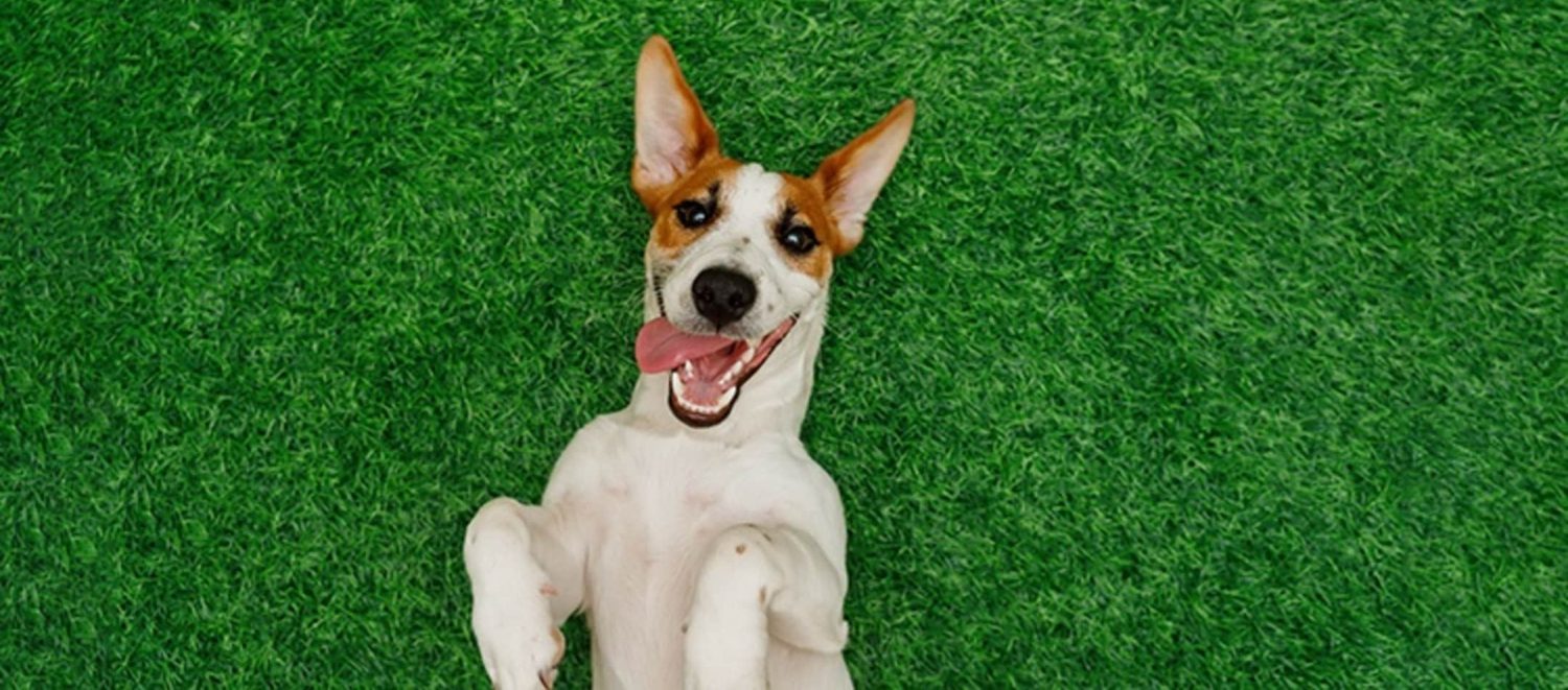 Image for 10 Awesome Pet-Friendly Apartments in Chicago